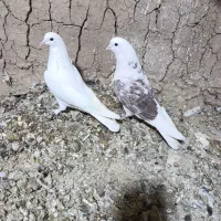 کبوتر ضمانتی