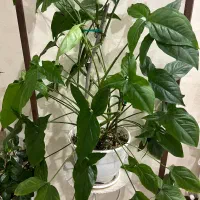 گل و گلدان|گل و گیاه طبیعی|تهران, هوانیروز|دیوار