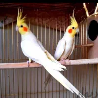 عروس پاریس ، عروس هلندی ، طوطی عروس