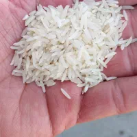 برنج فجر سوزنی