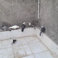 کفتر ریش کلی ها قشنگ هستن