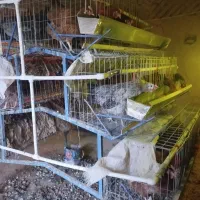 قفس مرغ|لوازم جانبی حیوانات|فردوس (خراسان), |دیوار