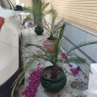 فروش نخل همراه گلدان