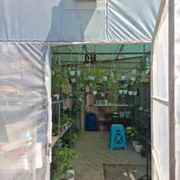 گلخانه آسوریک - انواع گیاه هویا و گل های آپارتمانی|گل و گیاه طبیعی|بجنورد, |دیوار