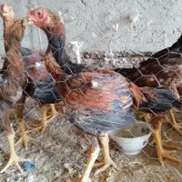 جوجه خروس لاری