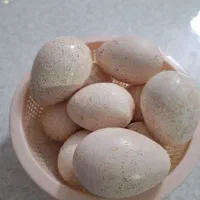 تخم مرغ بوقلمون نطفه دار