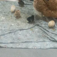 7تاجوجه زیرمرغی