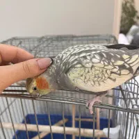 عروس هلندی ماده|پرنده|تهران, امام زاده عبدالله|دیوار