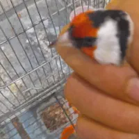 سهره نر گل پهن