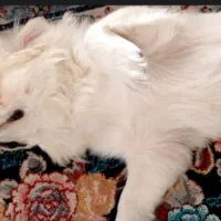 سگ پیکینیز امپریال گم شده