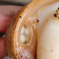 فروش حلزون آلبینو|خزنده|خوی, |دیوار