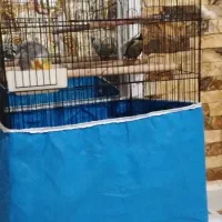 طوطی عروس|پرنده|لولمان, |دیوار