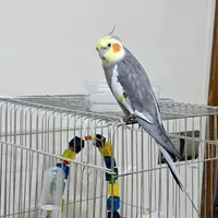 عروس هلندیم گم شده