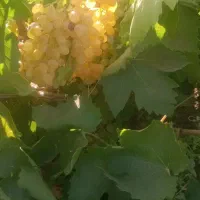 انگور برای شیره