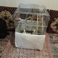 عروس هلندی نر و ماده جفت