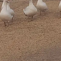 غاز بیلوار|حیوانات مزرعه|بیلوار, |دیوار