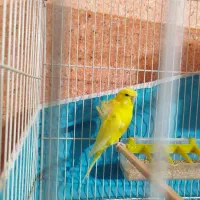 مرغ عشق پروانه ای دوگل فول