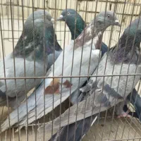 کفتر اصفهانی