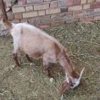 کره ماده