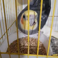 عروس هلندی گمشده  ۱ میلیون  مژدگانی برای یابنده|حیوانات|رشت, شهرک شهید مفتح|دیوار