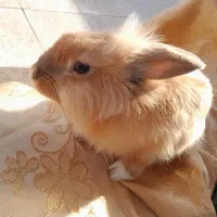 خرگوش بازیگوش و خانگی