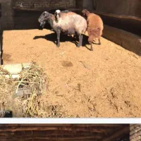 ۴عددمیش افشاری درجه یک|حیوانات مزرعه|بسطام, |دیوار