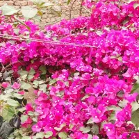 گل کاغذ|گل و گیاه طبیعی|زابل, |دیوار