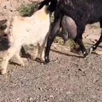 بز افقان بشرط ۳کیلو شیر  در روز