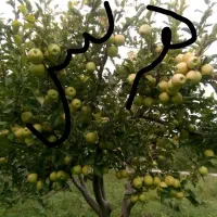 خدمات باغبانی حرس وبیل زنی دور درختان