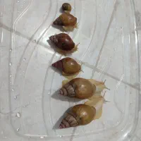 حلزون آلبینو (کلاژن ساز)