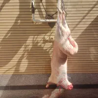 قصاب+گوسفند محلی|خدمات پذیرایی، مراسم|کرمان, |دیوار