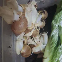 حلزون درمانی