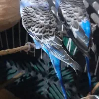 ۵ عدد مرغ عشق  نر