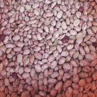 لوبیا چیتی محلی