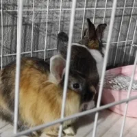 خرگوش|موش و خرگوش|دوگنبدان, |دیوار