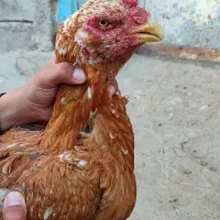 مرغ لاری و جوجه دورگه
