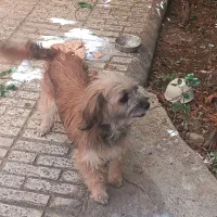 سگ نژاد تریر