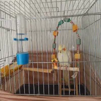 عروس هلندی با قفس