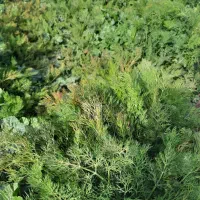 باغ-امن-و-دنج-در-جاده-کاشان-جنت-اباد