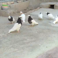 طوقی کبوتر|پرنده|قزوین, |دیوار