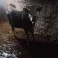 گوساله سیمینتال اصل جنس|حیوانات مزرعه|مهاجران, |دیوار