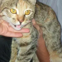 واگذاری رایگان فوری فوری