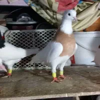 زیورآلات تزئینی، ،طوقی|جواهرات|تاکستان, |دیوار