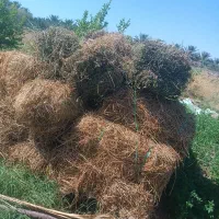 بیده یونجه کیلویی 20 هزار تومان