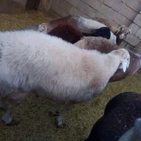 قوچ چینی|حیوانات مزرعه|راور, |دیوار