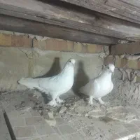 کبوتر|پرنده|مرند, |دیوار