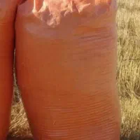 کاه‌گندم‌دیم