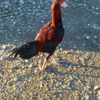 خروس لاری فول|حیوانات مزرعه|میناب, |دیوار