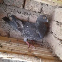 کبوتر