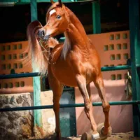 تعدادی نریان بالغ و کره ی عرب مصری (۲سر وارداتی)|اسب و تجهیزات اسب‌سواری|تهران, چیتگر جنوبی|دیوار